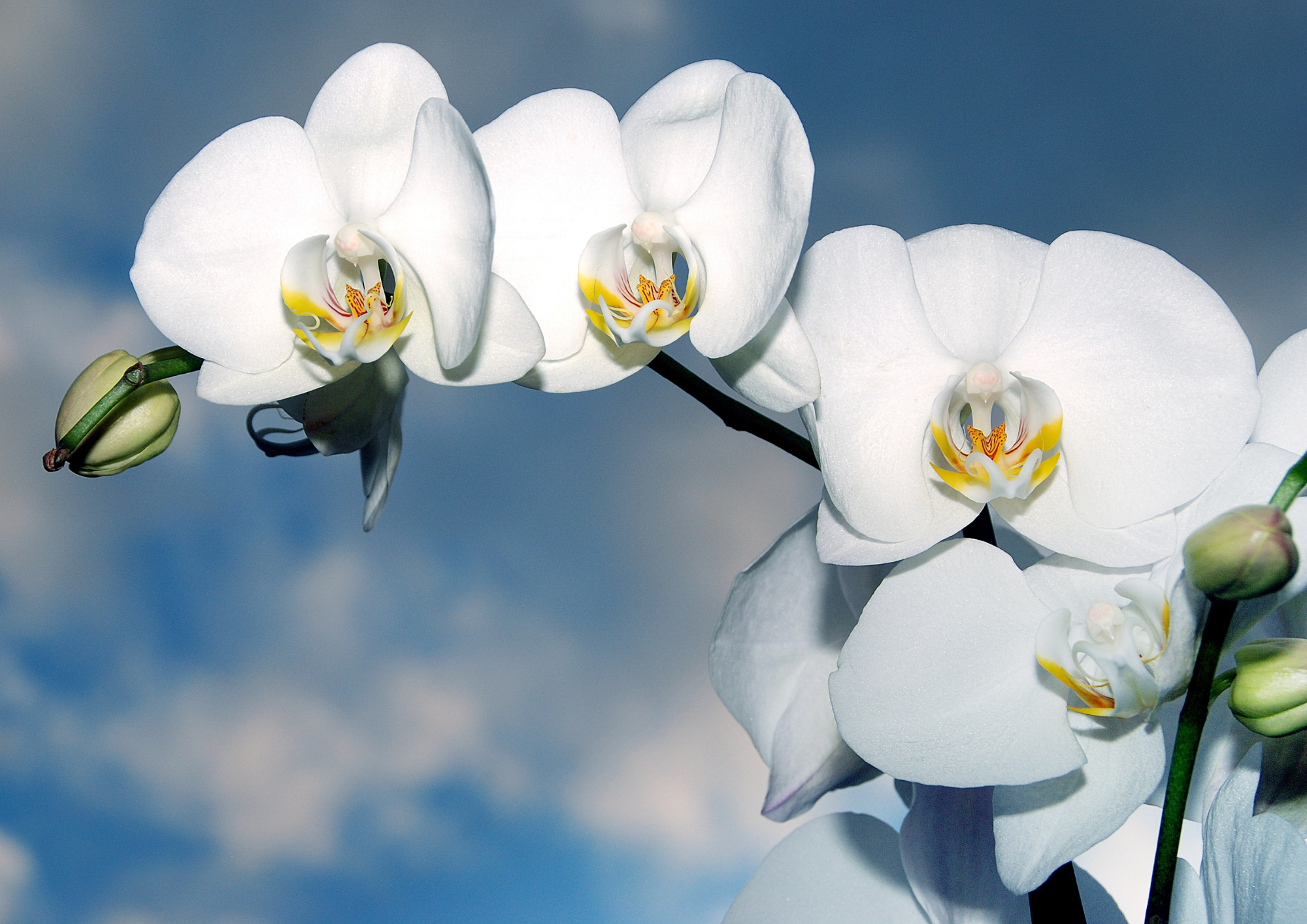 LEVA BELEZA POR ONDE FLOR!